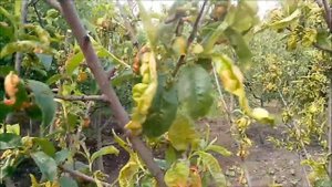 Курчавость листьев у персика