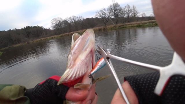 Дикий клев щуки на реке смотреть онлайн