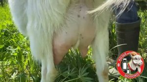 Коза «Кормилица» Высокоудойная ЗААНЕНСКАЯ - улучшенная