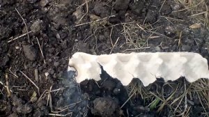 яичный лоток - лучшее средство  от мошки и комаров на природе (самодельный дымарь)