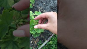 Пеларгония на даче . Пеларгония в открытом грунте