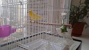 Как спаривать канареек ( паровка)