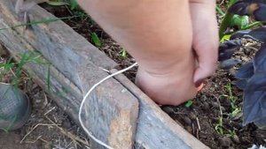 Защитить морковь и лук от морковной и луковой мухи?. Подвязка баклажан.?