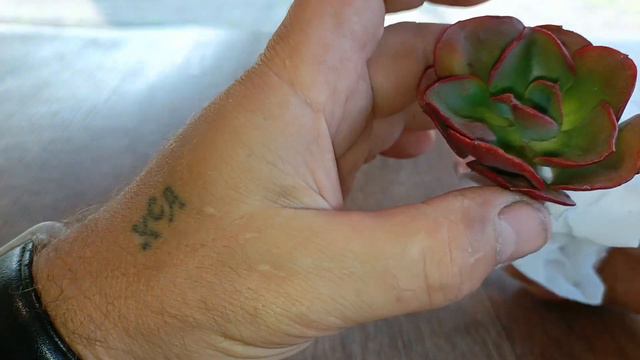 Мои новые бородавки 14.07.23 #эхиверия #эхиверииснаростами #город61 #flowers #цветы #комнатныецветы смотреть онлайн