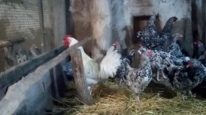 Пушкинская порода кур!! Основная порода в нашем хозяйстве!!