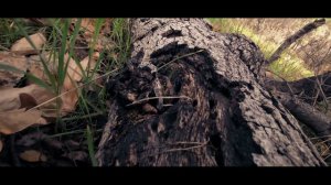 Galaxy S24 Ultra Cinematic Video Test