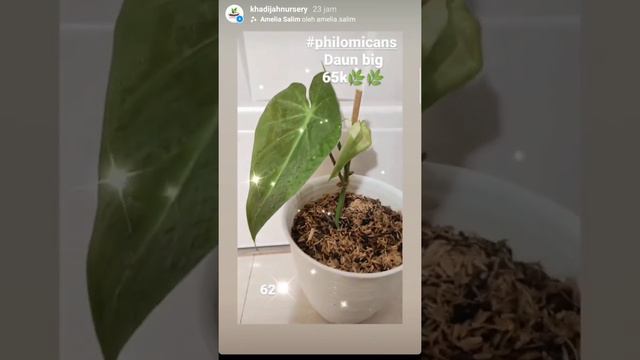 Philo Florida Ghosh I Ivi Var. I Syngonium I Anthurium Dorayaki I Hoya I Aglonema I Eps. 14 смотреть онлайн