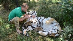 Тигрица кормит тигрят, которых дает ей Человек!