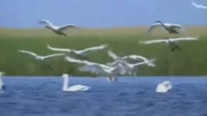 Саида Мухаметзянова Вдоль реки