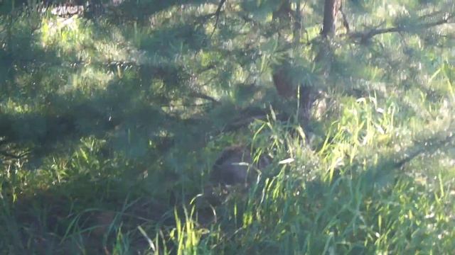 Шорох 8мес барсук смотреть онлайн