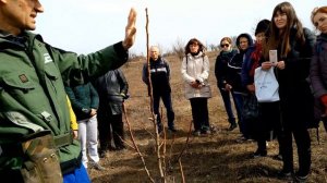 Обрезка деревьев Форма Веретено и Чаша (груша, яблоня, персик)
