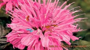 Монарда гибридная Пинк Лэйс (pink lace) ? обзор: как сажать, рассада монарды Пинк Лэйс