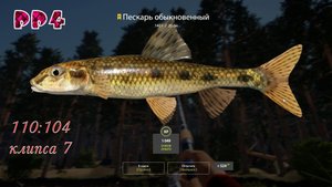 РР4 - р.Вьюнок, Пескарь обыкновенный