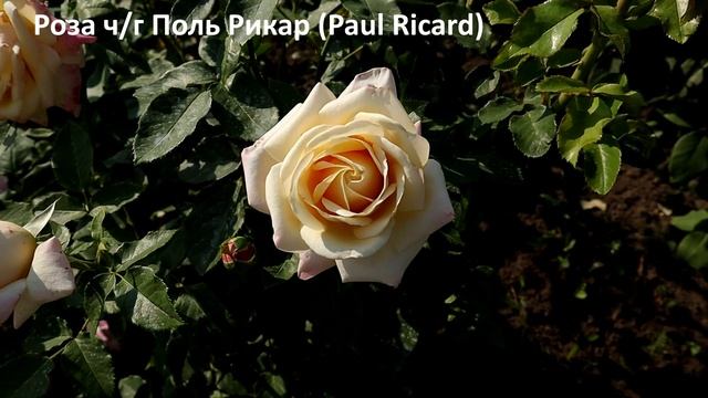 5 РОЗ - здоровые сорта с высокой энергией роста, с хорошей зимовкой нежно-абрикосового цвета. смотреть онлайн