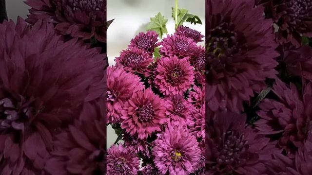 Хризантема мультифлора Borealie prune #chrysanthemumflower #цветы #хризантема #мультифлора смотреть онлайн