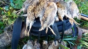 Охота на перепела в СВЕКЛЕ с легавой и тоз бм! Подняли косулю с подхода!.mp4