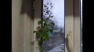 СТЕВИЯ. Наш опыт выращивания медовой травы.