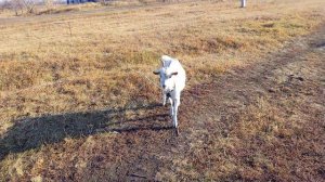 часть 2. деревня.приехал в деревню в отпуск, как живут люди, чем занимаются, плюсы и минусы!