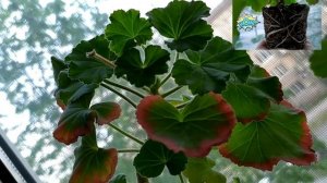 Новый сорт пеларгонии ? Изменения листьев ? Что делать?Лучшие сортовые пеларгонии всегда в продаже