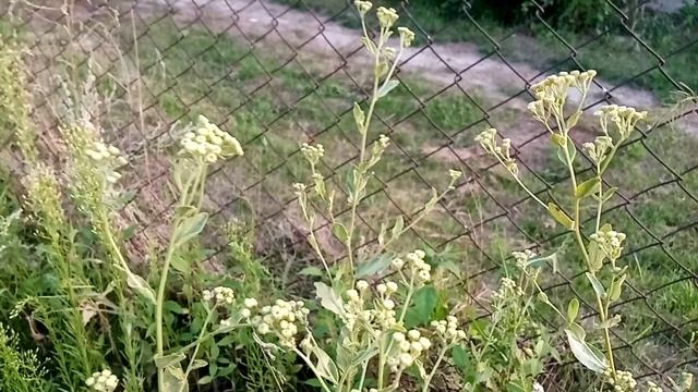Конупер. Чистим печень.