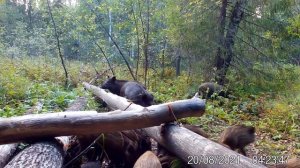 Семья кабанов на солонце.Делаем кормушку для кабанов.В мире Животных(2)