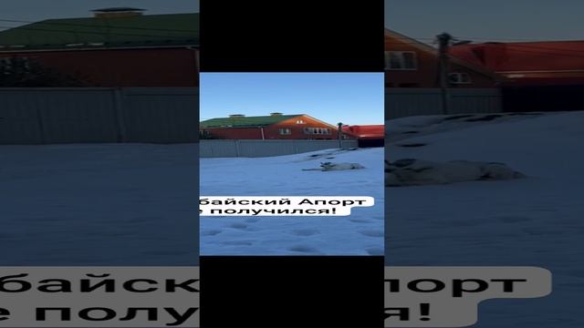 Алабайский Апорт, не та собака ?#выпускники #алабаи