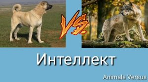 Кангал против Волка! Kangal Vs Wolf