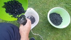 Как быстро перебрать чернику.