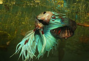 НЕРЕСТ ПЕТУШКОВ. Продолжение. SPAWNING MALES. Continued