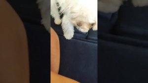 балонка мальтезе играет