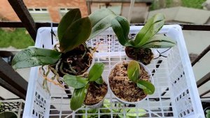 КАЛАНХОЭ ЖИВОРОДЯЩЕЕ ДЛЯ ОРХИДЕЙ! 250 МЛ, ЧТОБЫ ВЫМАНИТЬ УЙМУ КОРНЕЙ, ЛИСТЬЯ И ЦВЕТОНОСЫ! РЕЗУЛЬТАТ