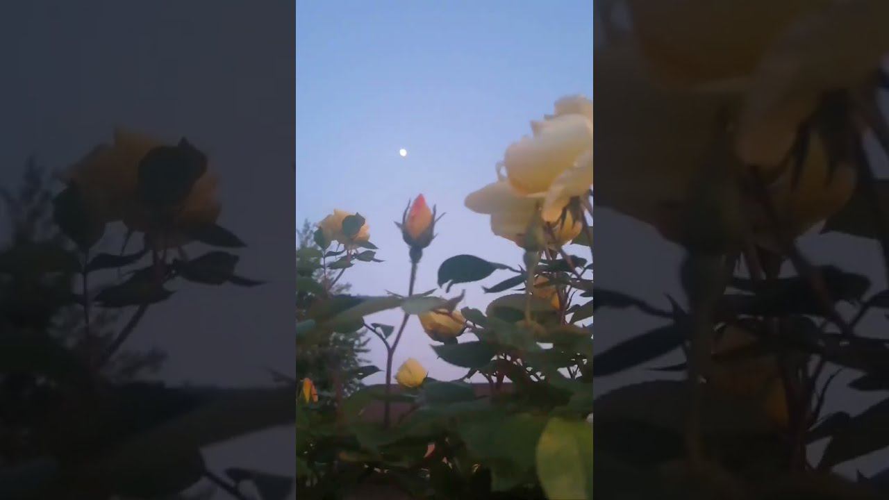 День Жанны Д'Арк смотреть онлайн