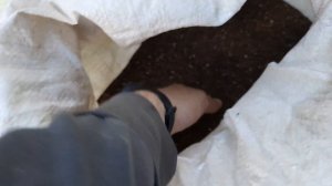 посев медоносов, фацелия,донник,мордовник,синяк