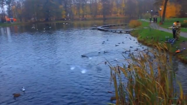 Зеленоградск парк смотреть онлайн