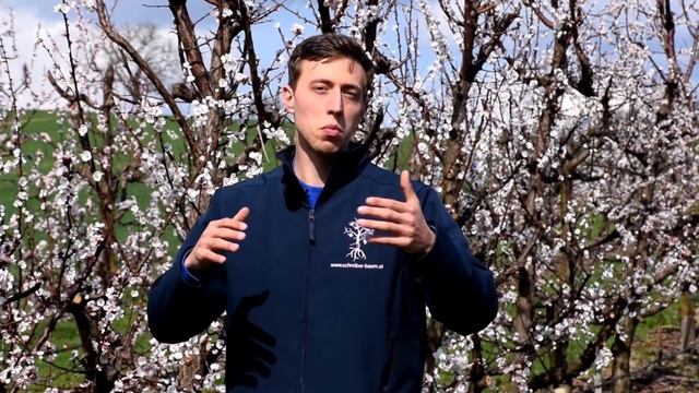 Obstgarten im April - Frostschäden vorbeugen, Blüten ausdünnen, Monilia und Schorf bekämpfen смотреть онлайн