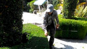 Фигурная стрижка кустов. Машинка для стрижки кустов Stihl HS45