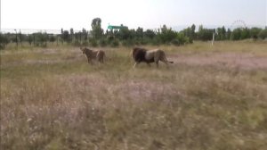 ЛЕВ НАПАЛ НА ХОЗЯИНА