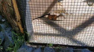 Белочка сломалась: сбой в программе или необычный фитнес-прием