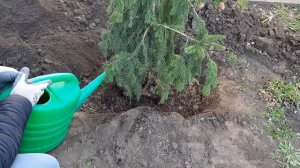 Посадка хвойных растений на участке. Ель Акрокона, Ель Пуш и сосна Винтер Голд.