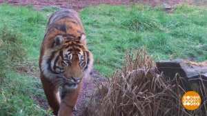 В мире. Трагедия в зоопарке. Доброе утро. Фрагмент выпуска от 18.02.2019