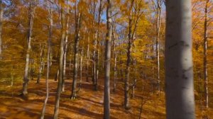 Whispers of Fall ? 4K Piano Music Amidst Autumn's Glory