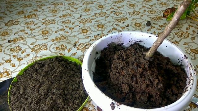 How To Get a Bushy Croton In 30 day/ Croton Plant Potting Mix / Care смотреть онлайн