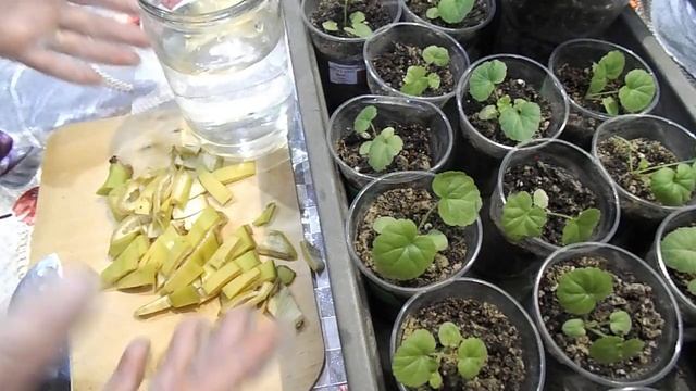 ГОТОВИМ СУПЕР ПОДКОРМКУ ДЛЯ ПЕЛАРГОНИИ. НАСТОЙ ИЗ БАНАНОВОЙ КОЖУРЫ.