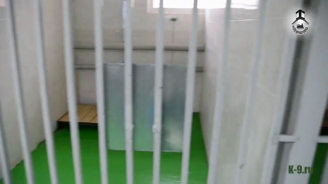 60 лет школе собак-проводников в Купавне. смотреть онлайн