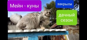 Мейн куны закрыли дачный сезон. 17 сентября 2022 год.