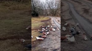 голуби Липецкой области. Прогулка!!!!