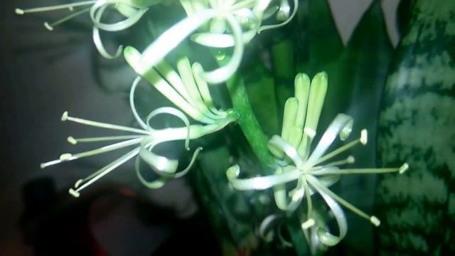 Тещин язык (сансевиерия ) смотреть онлайн