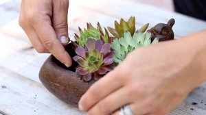 Succulents and Squirrels! // Garden Answer