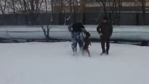 Немецкий боксер. Защита хозяина
