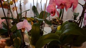 Уход за орхидеей в домашних условиях | Орхидеи цветут круглый год | Как разбудить спящие почки